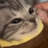 🐈's profile picture