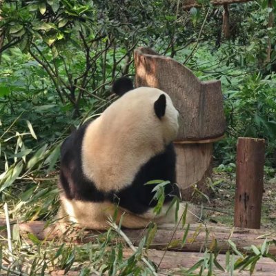 mute5206's profile picture