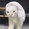 Surpri's profile picture