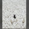 Western's profile picture