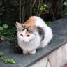 哈基米🐱's profile picture