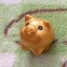 金のコブタ's profile picture