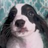 Caleb's profile picture