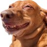 Wrigley Rangelski's profile picture