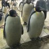 フェットチーネささくん 的头像