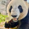どら🐼.26's profile picture