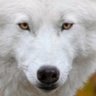 Profilbild von White Wolf
