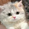 少管我 profil fotoğrafı