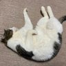 さとまん's profile picture