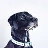 Profilbild von Watch Dog