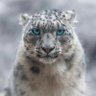 BAYKARLEOPARI's profile picture