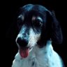 Wienerdogwifi's profile picture