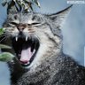 Mouad Abuzoda's profile picture