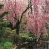Cherry Blossom Tree profil fotoğrafı