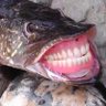 A regular fish 的头像