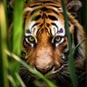 Tiger in Motion's profile picture