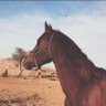 Фото профиля محمد السلمي