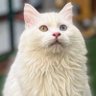 VANLIYAM ŞANLIYAM's profile picture