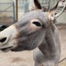 Buddy Davis's profile picture