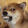 Profilbild von DogyDoge