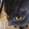 Lillies 🐈⬛ ⚰️ ; always with enhypen's profile picture