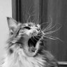 Фото профиля 猫ひなたぼっこ