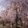 たくまる profil fotoğrafı
