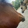 Eliezer Acoltzi Rodríguez profil fotoğrafı