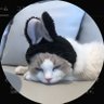 しーたけ侍's profile picture