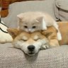 Profilbild von 🐶🐱ON·Soulmate💘