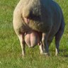 Pan Van Dam profil fotoğrafı