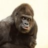 Profilbild von Duke🦍