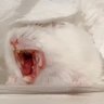 めぐたたたたた 的头像