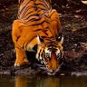 TigerSunUp's profile picture