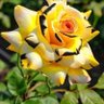 Фото профиля Chakib Alane