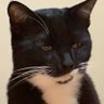 火に当たる猫 profil fotoğrafı
