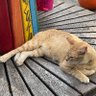 NazlıDevrim's profile picture