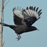 Corcorax's profile picture