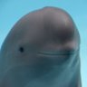 LocalJanitor's profile picture