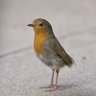 Nigel Bramley's profile picture