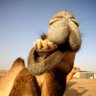 سيف السليمي's profile picture