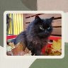 OmaLuzie's profile picture