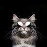 BaşkaBiri's profile picture