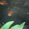 Stock Market Minnow profil fotoğrafı