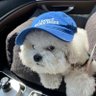 Glenn🇨🇦's profile picture
