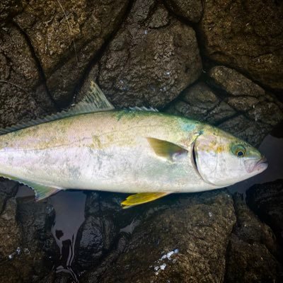 熱気's profile picture