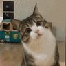Kitty Woo profil fotoğrafı