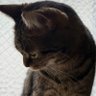Фото профиля キャッツアイの母