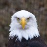 Talons for Traitors 的头像