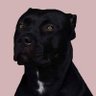 WILSON's profile picture